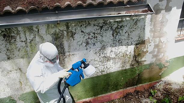 Trusted Attic Mold Removal service in Benson, MN - Cheap Mold Removal